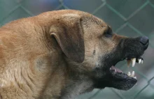 Behawiorystka: Będą kolejne przypadki zagryzień. Wyjaśnia dlaczego