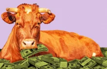 Ponad 26 mln USD na szczepionki aby krowy nie pierdziały i bekały