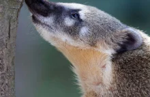 Coatimundis: The Curious Cousins of Raccoons - Pet Breed Hub