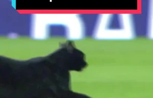 Czarny koteł fan Barcy.