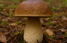 Sezon na grzyby w lasach rozpoczęty