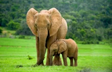 Publikacja "Nature": Słonie zwracają się do siebie po imieniu