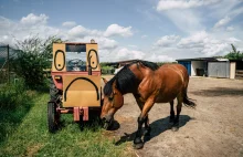 Ponad 300 zwierząt czeka na... traktor!