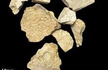 Ślady na pancerzach jurajskich żółwi zapisem złożonych relacji tych zwierząt