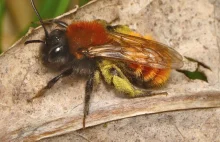 Osy kontra pszczoły: pojedynek na spryt i umiejętności