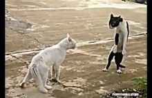 Gadające koty