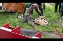 Nielegalna hodowla krokodyli zlikwidowana w Sosnowcu