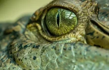 Krokodyl z Kostaryki zapładnia sam siebie