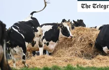 Dania wprowadza podatek od mięsa ~100 euro za krowę