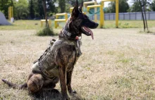 Piorun udusił się w radiowozie. Prokuratura chce umorzyć sprawę