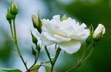 Biała niewinność (?) Biała róża (??) Białe szaleństwo (???)