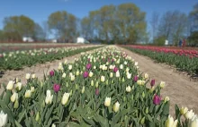 Tysiące tulipanów do zerwania. Niebywała atrakcja na Żuławach