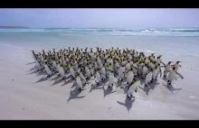 Raj pingwinów królewskich (Aptenodytes patagonicus) na Falklandach