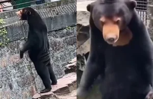 Chiny "Niedźwiedzia odgrywa człowiek w przebraniu w ZOO".