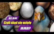 Co było pierwsze? JAJO czy KURA? - historia i ewolucja