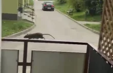 Plaga szczurów w Rzeszowie