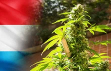 Luksemburg legalizuje marihuanę, jednak w mniejszym stopniu niż zakładano | WEED