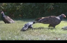 Clever crow outsmarts TWO turkey vultures with ONE move - YouTube