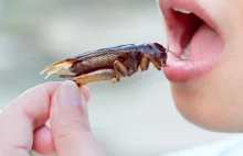 Jedzenie robaków pomaga schudnąć. Białko owadów poprawia metabolizm - Zielona w