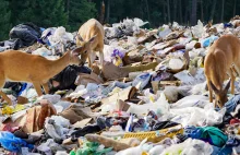 W 2021 wykryto 318 miejsc nielegalnego składowania odpadów, rok wcześniej 412.