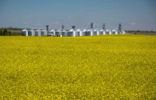 Jak Ukraina "pomaga" swoim rolnikom, a jak agrooligarchowie "pomagają" Ukrainie?