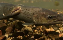 Samiec i samica troci wędrownej