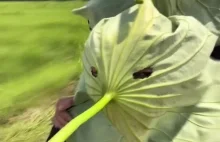 Komary wiosną, gdy pierwszy raz założę krótkie spodenki