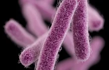 Alert w USA: DCD ostrzega przed superbakterią