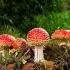 Amanita muscaria. Badania kliniczne. Zastosowanie medyczne.