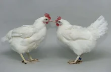 Modyfikowane genetycznie kurczaki odporne na ptasią grypę