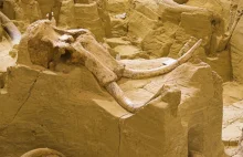 Słoń czy mamut? Sensacja w Polsce