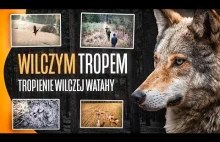 WILCZYM TROPEM #1 | Tropienie wilczej watahy | Orzeł Bielik | Wilcze tropy