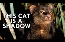 Jaguarundi amerykański: Najrzadszy kot na świecie