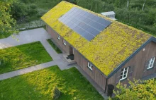 Pod Warszawą powstaje zielone osiedle z rozchodnikiem na dachach