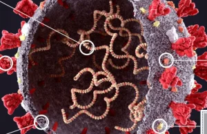 [eng] Białko szczytowe wirusa COVID-19 z szczepionki jest patogenne!