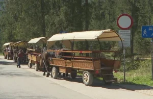 Koń upadł na asfalcie. Reakcja woźnicy zadziwia