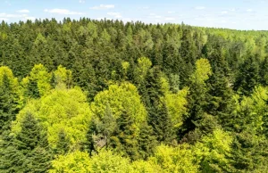 Chiny posadziły miliardy drzew. Niespodziewane skutki programu