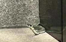 Metrowy wąż na stacji metra wystraszył pasażerów