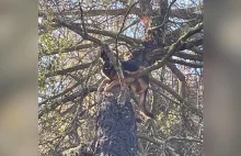 USA. Owczarek niemiecki wdrapał się na drzewo. Zawisł na wysokości 8 metrów