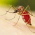 Komary zarażone pasożytem, zmniejszyły zachorowalność na dengę do 97%