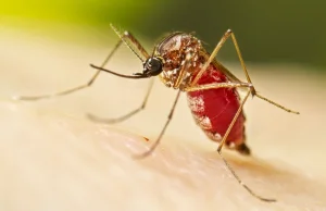 Komary zarażone pasożytem, zmniejszyły zachorowalność na dengę do 97%