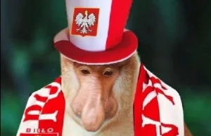 Niestety! Polska przegrywa pierwszy mecz na Euro 2024