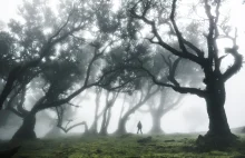 Magiczny las Fanal na Maderze