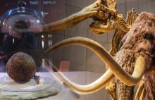 Naukowcy wyhodowali mięso z DNA mamuta. Zrobili z niego... pulpeta,