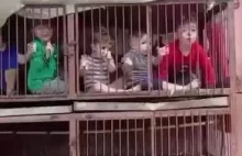 Hamas trzyma porwane izraleskie dzieci w klatach dla królików.