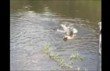 Pies zjedzony przez aligatora przez głupotę właścicielki