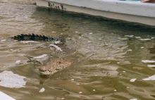 W Rio Lagartos można oglądać krokodyle z odległości mniejszej niż 1 metr!