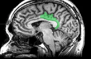 Badanie mózgu sugeruje, że traumatyczne wspomnienia są przetwarzane jako obecne