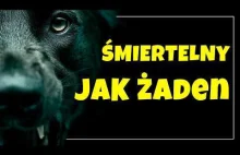 Wścieklizna - jak mało o niej wiemy