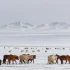 Mongolia: Najmroźniejsza zima od 50 lat. Zginęło niemal 5 mln zwierząt hodowlany